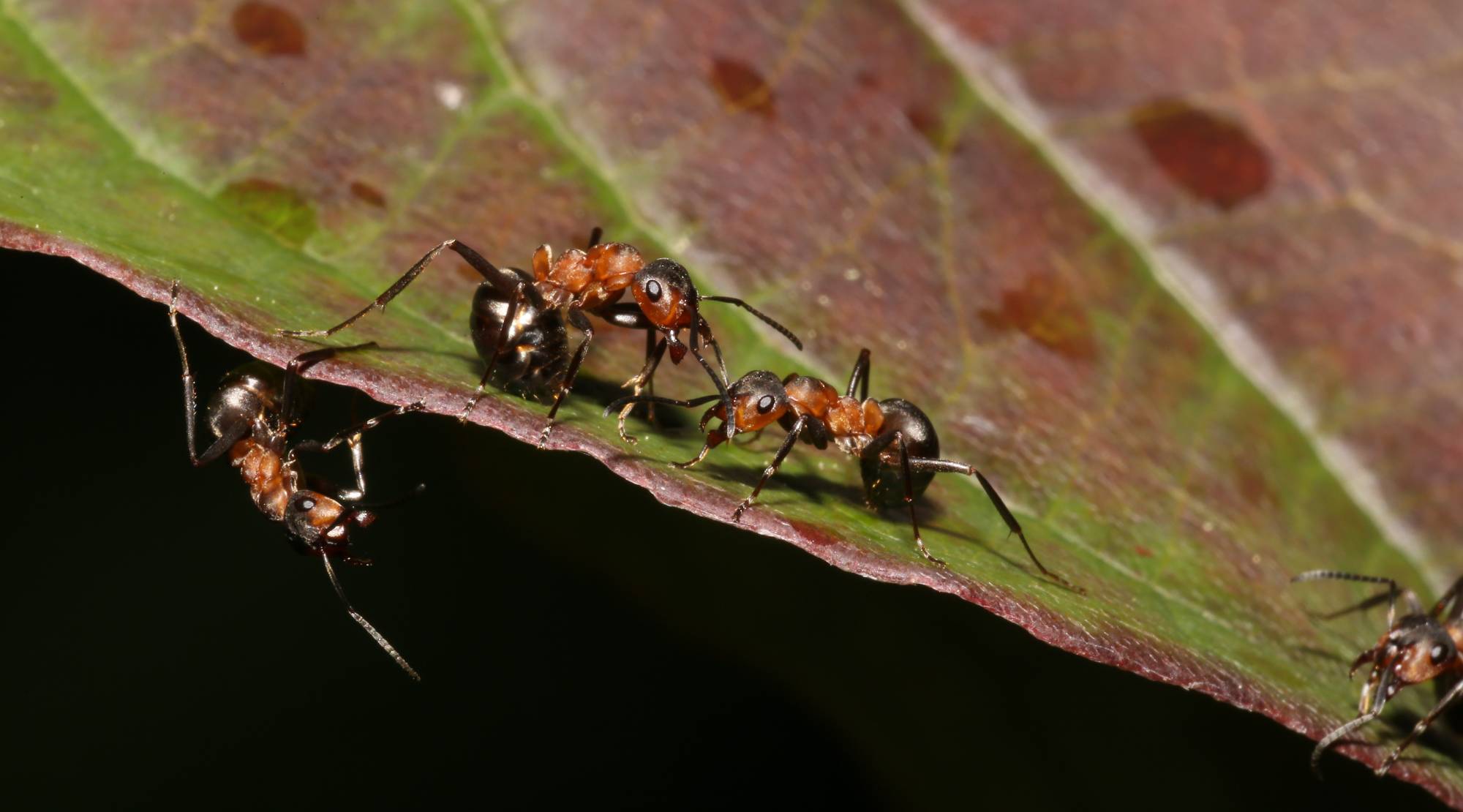 Ameisen auf einem Blatt