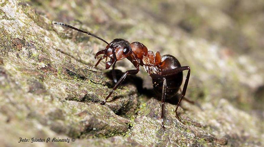 Makroaufnahme einer Ameise auf Rinde