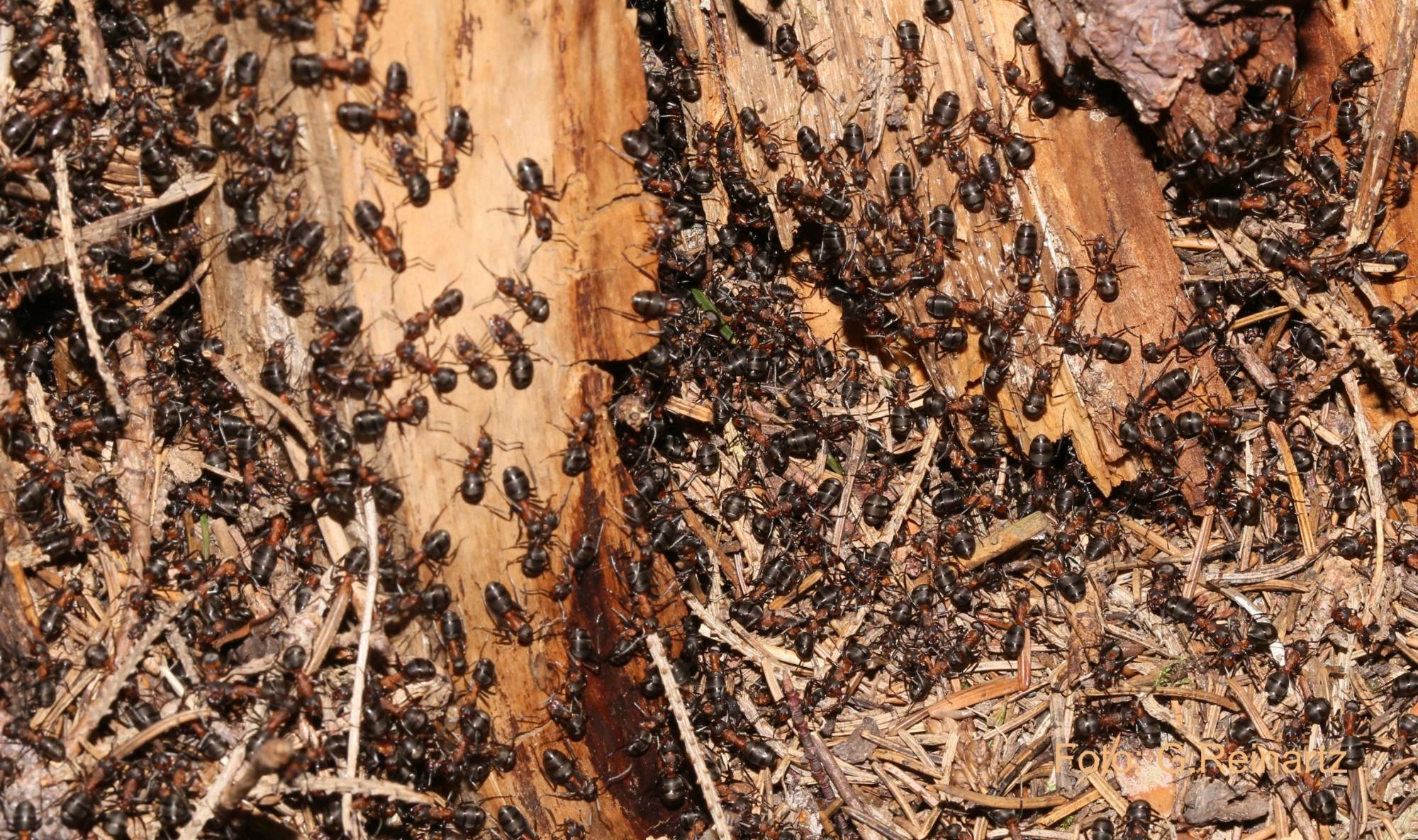 Viele Ameisen auf Holz