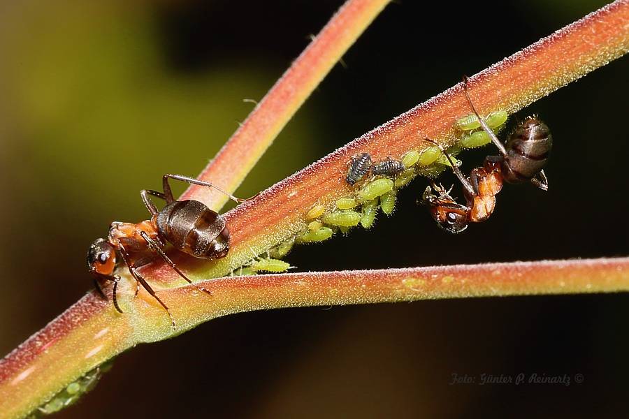 Ameisen an Blattläusen